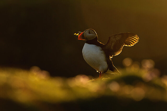 Atlantic puffin (Fratercula arctica) in thrift. Fair Isle, Shetland.