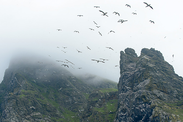 ChrisGomersall_Boreray_DAA1265_700px