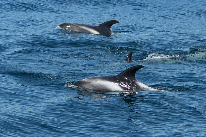 ChrisGomersall_WhiteBeakedDolphins_FAF9839._700pxjpg