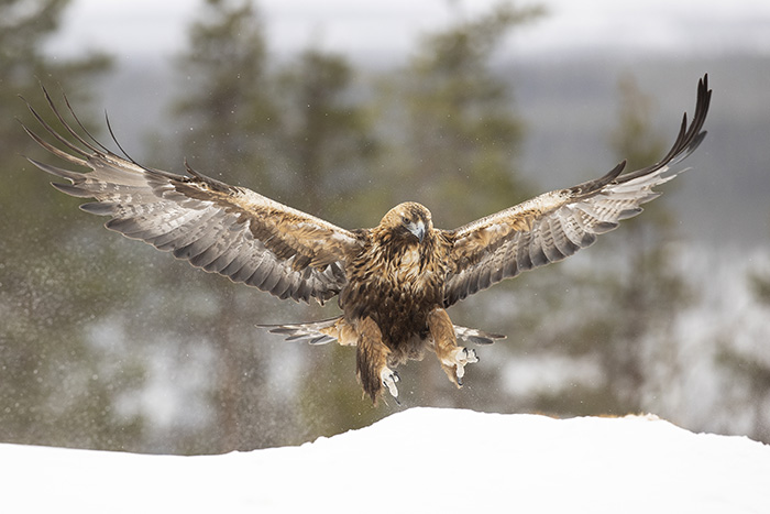 Golden Eagle in flight 4_700px