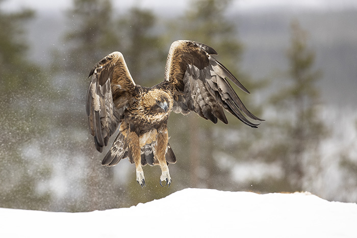 Golden Eagle in flight 5_700px