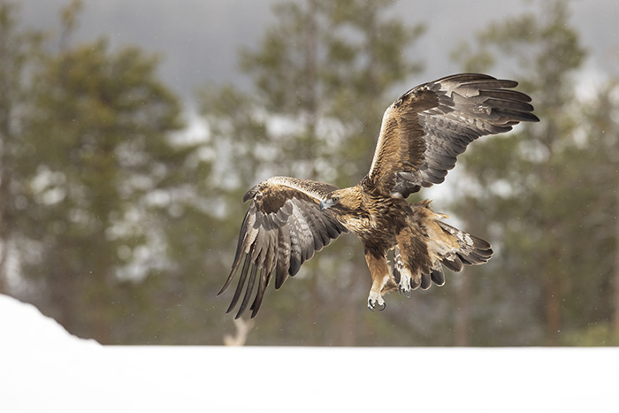 Golden Eagle in flight 6_700px
