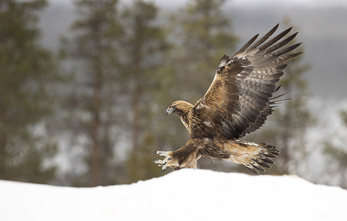 Golden Eagle in flight 7_700px