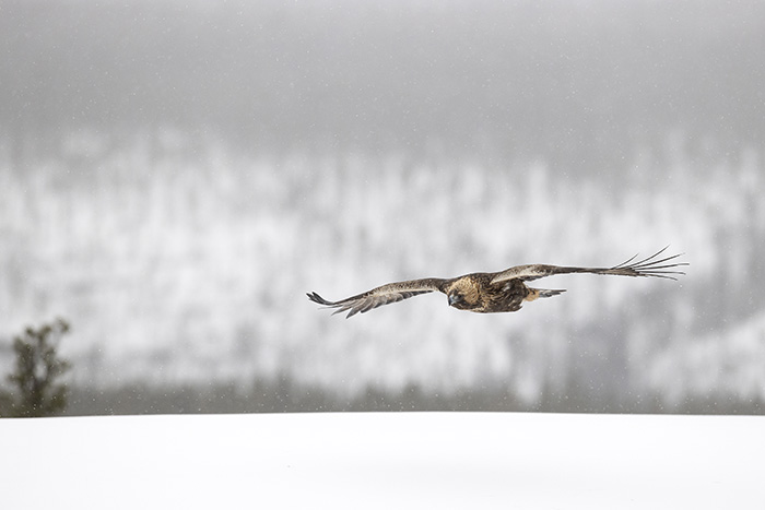 Golden Eagle in flight 9_700px
