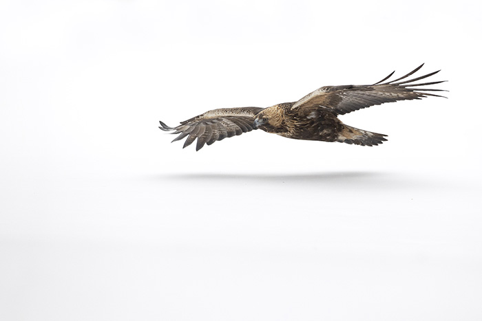 Golden Eagle in flight_700px