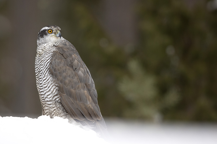 Goshawk Female_700px