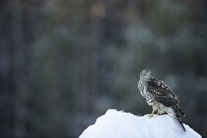 Goshawk Juvenile 1_700px
