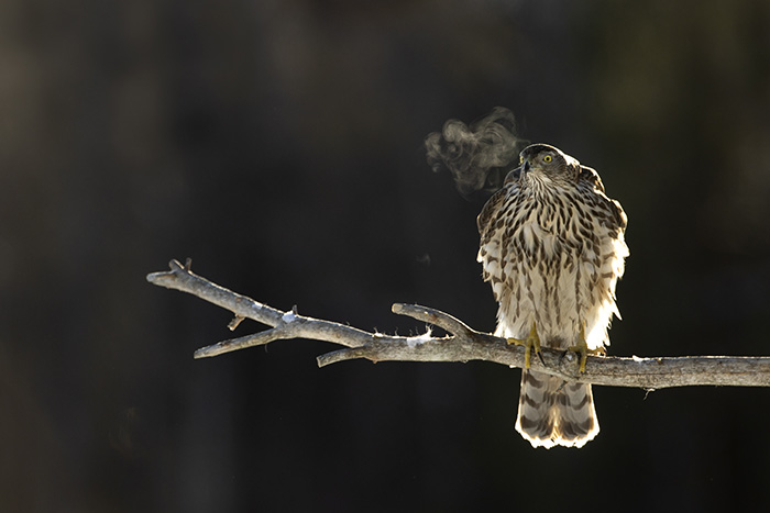 Goshawk and breath_700px