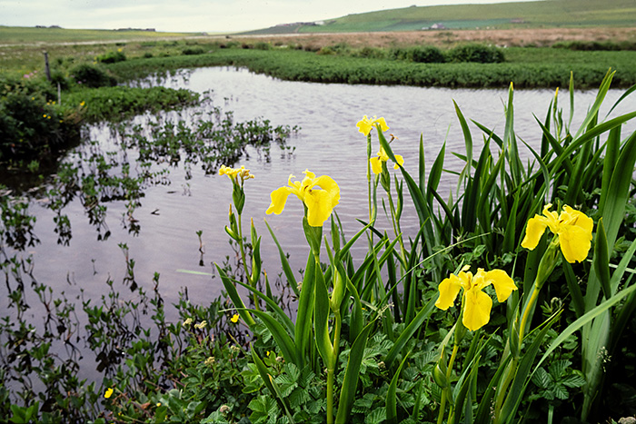 The Loons RSPB reserve, Orkney.