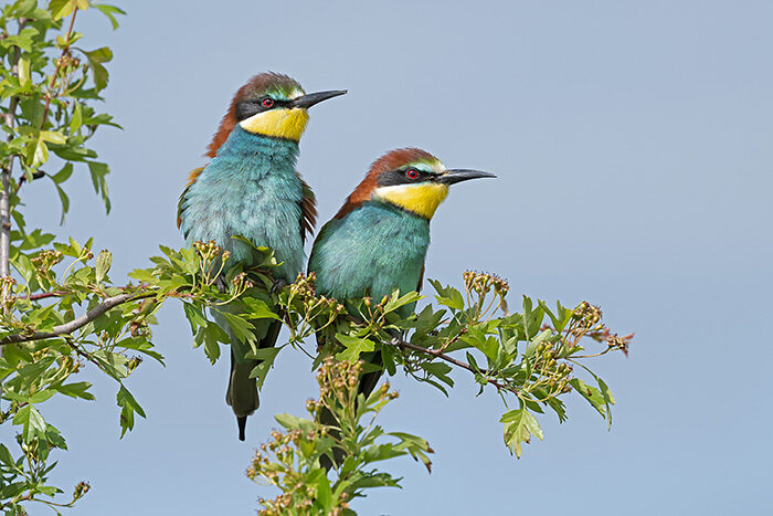 BeeEater_ChrisGomersall_HAE6491_700px