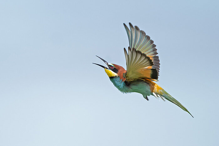 BeeEater_ChrisGomersall_HAE6497_700px