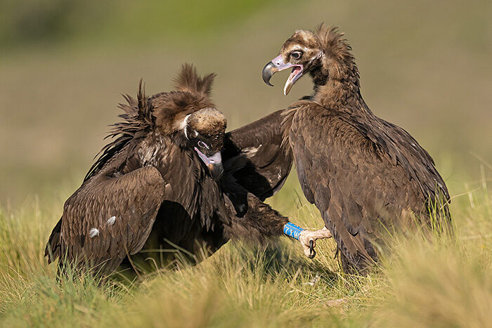 BlackVulture_ChrisGomersall_HAE1255_700px