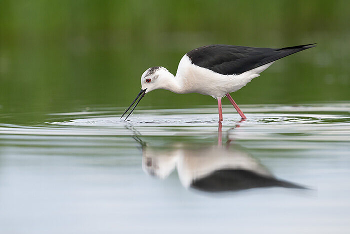 BlackWingedStilt_ChrisGomersall_HAE7074_700px