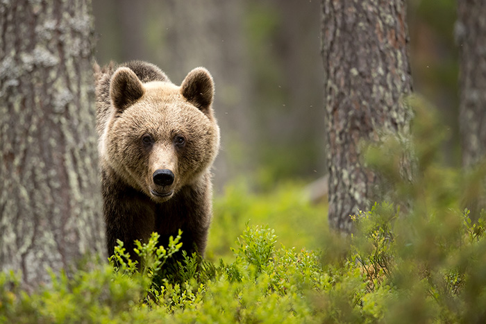 Brown Bear amongst a forest 1_700px