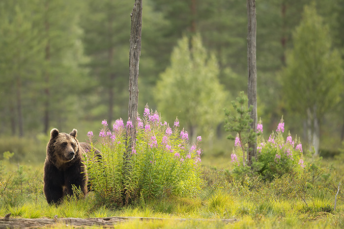 Brown Bear amongst a forest 2_700px