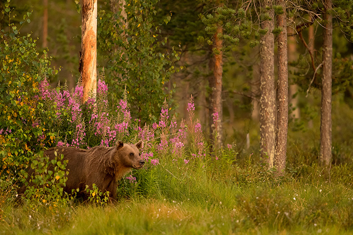 Brown Bear amongst a forest 4_700px