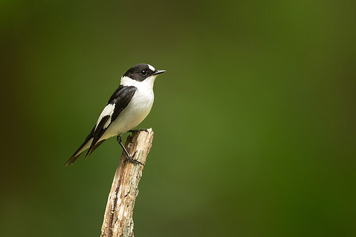 CollaredFlycatcher_ChrisGomersall_HAE5761_700pxx
