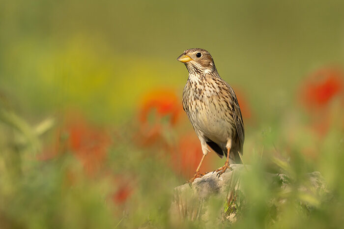 CornBunting_ChrisGomersall_HAE3987_700px