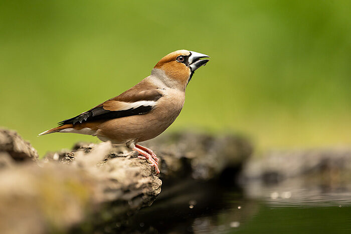 Hawfinch_ChrisGomersall_HAE4612_700px