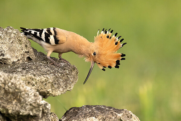 Hoopoe_ChrisGomersall_HAE8864_700px