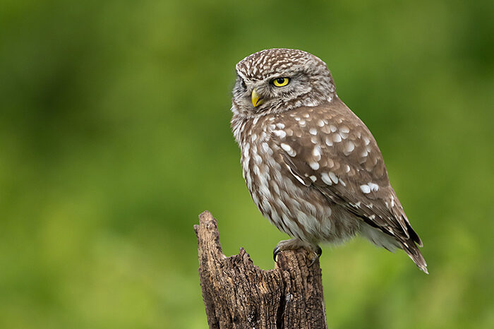 LittleOwl_ChrisGomersall_HAE6136_700px