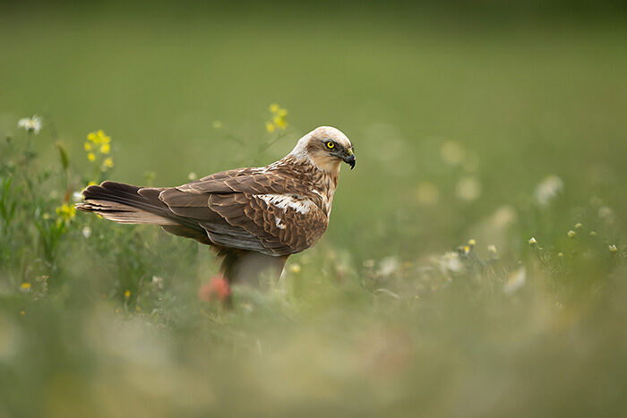 MarshHarrierFemale_ChrisGomersall_HAE1978_700px