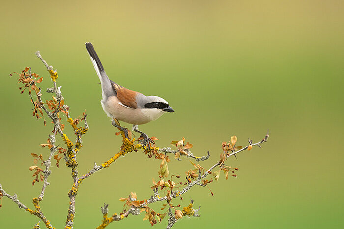 RedBackedShrike_ChrisGomersall_HAE8385_700px