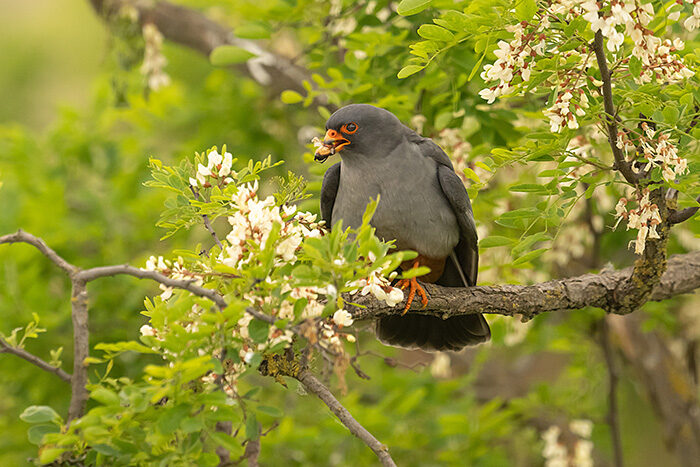 RedFootedFalcon_ChrisGomersall_HAE7886_700px