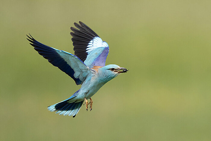 Roller_ChrisGomersall_HAE7685_700px