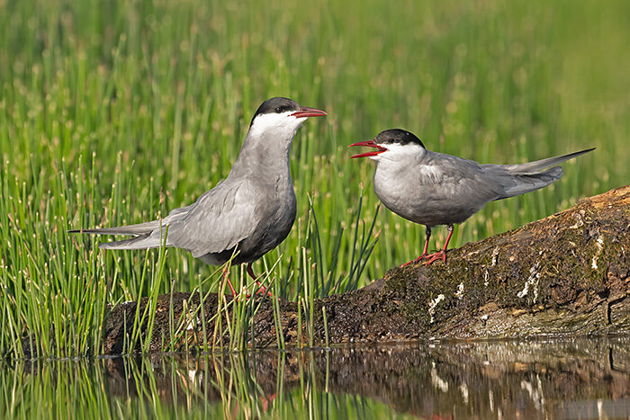 WhiskeredTern_ChrisGomersall_HAE7443_700px