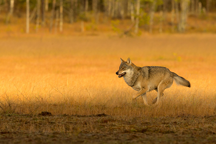 Wolf Alpha male running_700px