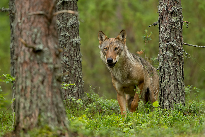 Wolf_700px