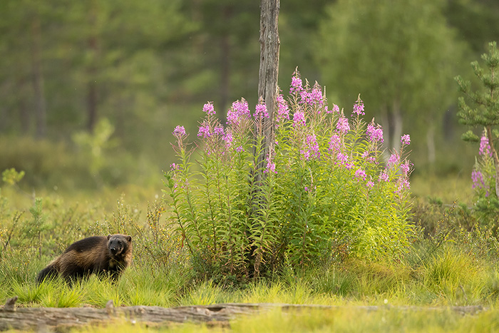 Wolverine 1_700px