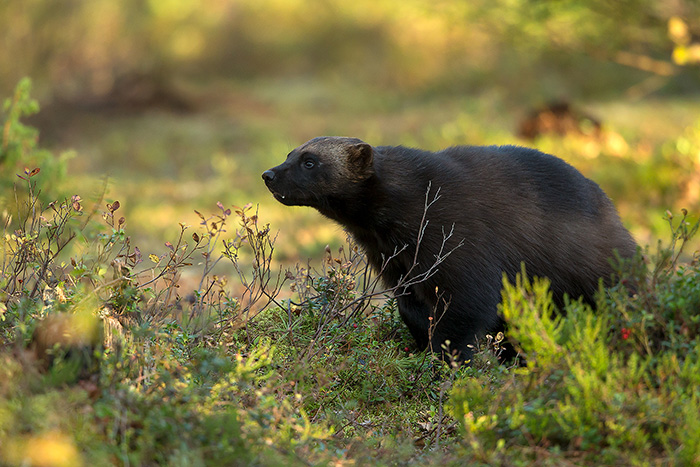 Wolverine_700px